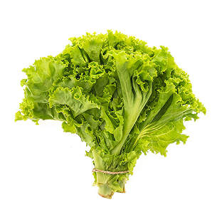 Green Lettuce